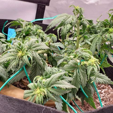 Senator Green growlog timeline photo