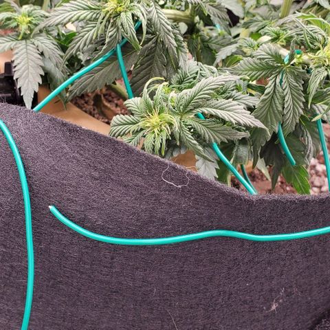 Senator Green growlog timeline photo
