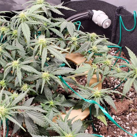 Representative Lemon growlog timeline photo
