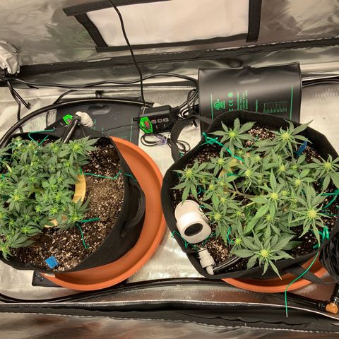 Representative Lemon growlog photo: Watered. Cal mag added. 
