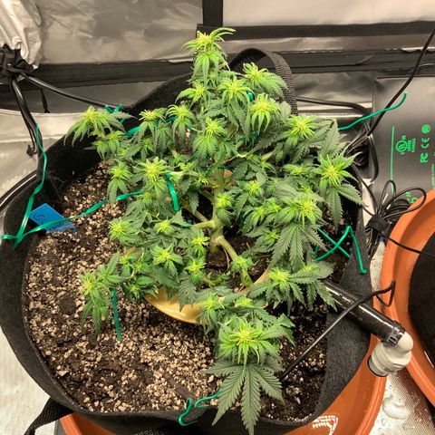 Senator Green growlog timeline photo