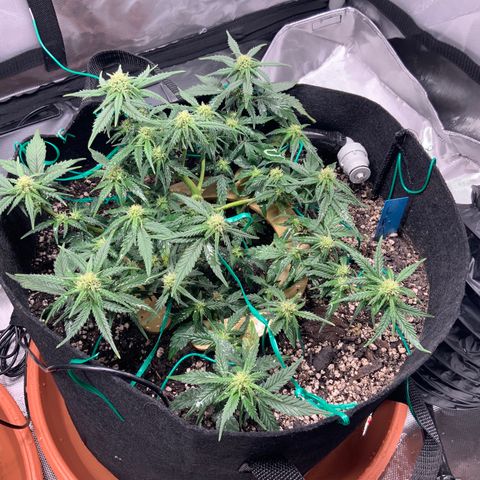 Senator Green growlog timeline photo