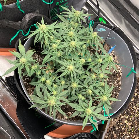 Representative Lemon growlog timeline photo