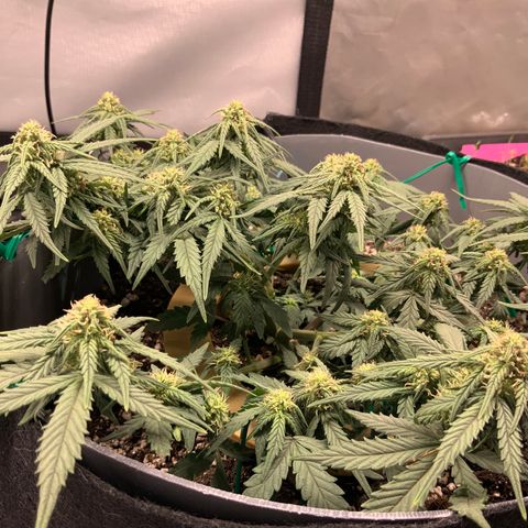 Representative Lemon growlog timeline photo