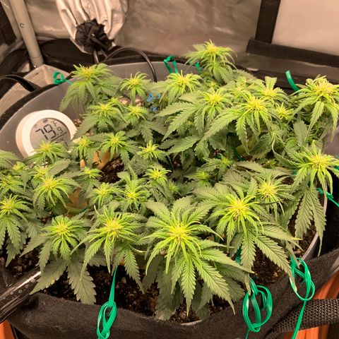 Senator Green growlog timeline photo