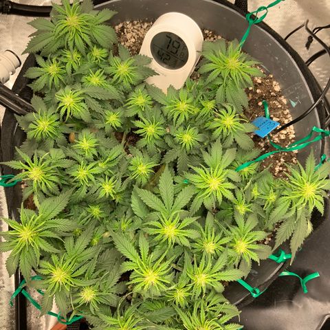 Senator Green growlog timeline photo