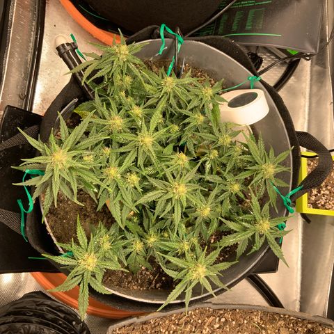 Representative Lemon growlog timeline photo