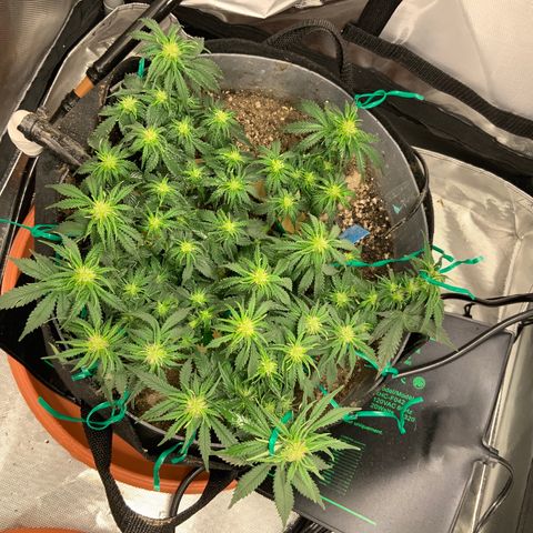 Senator Green growlog timeline photo