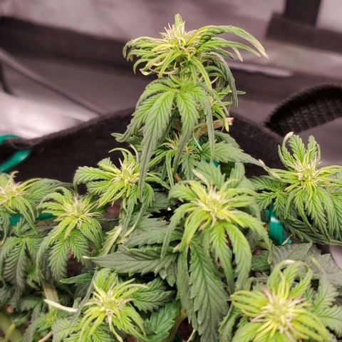 Senator Green growlog timeline photo