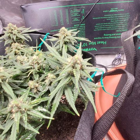 Representative Lemon growlog timeline photo