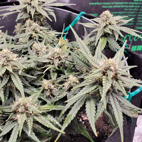 Representative Lemon growlog timeline photo