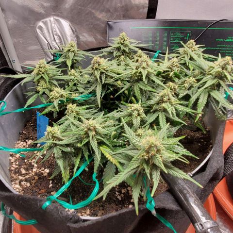 Representative Lemon growlog timeline photo