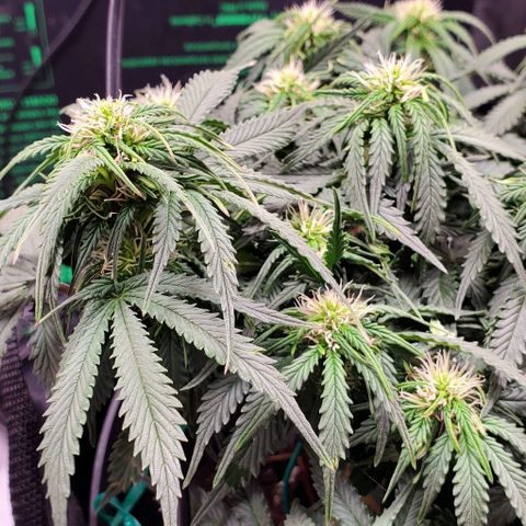 Senator Green growlog timeline photo