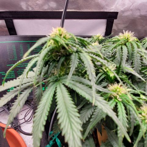 Senator Green growlog timeline photo