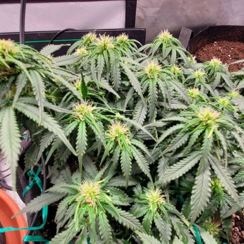 Senator Green growlog timeline photo