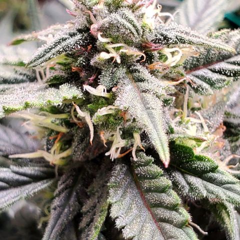 Representative Lemon growlog timeline photo