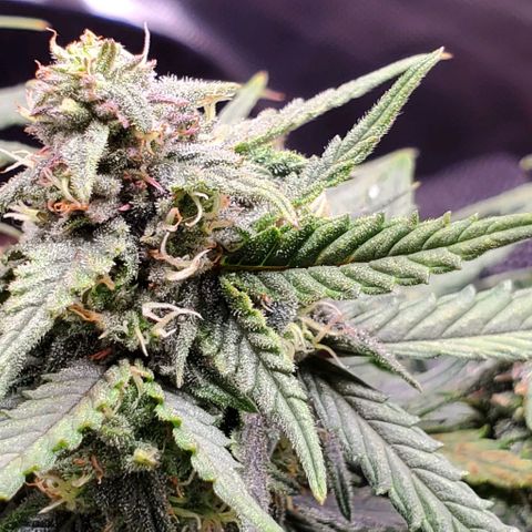 Representative Lemon growlog timeline photo