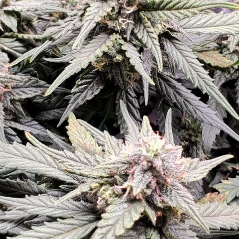 Representative Lemon growlog timeline photo