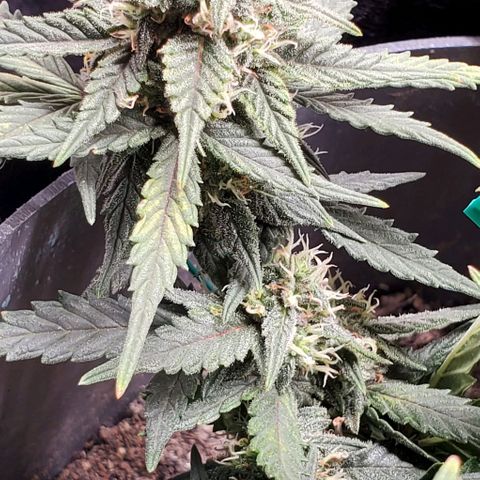 Representative Lemon growlog timeline photo