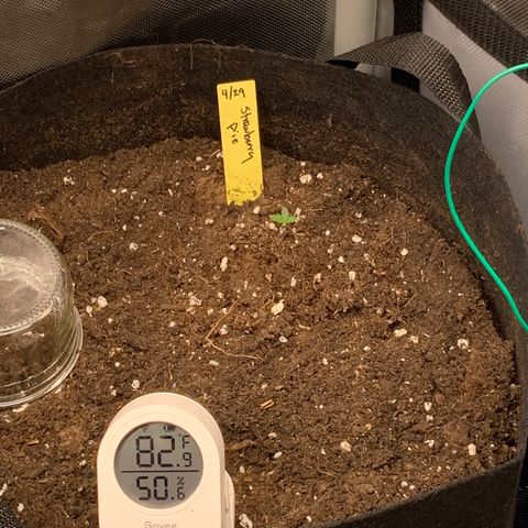 Fuckin' Linda growlog timeline photo