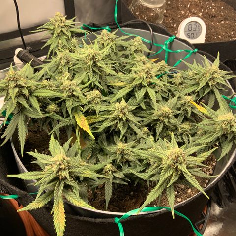 Representative Lemon growlog timeline photo