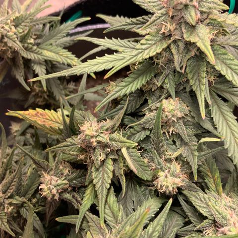 Representative Lemon growlog timeline photo