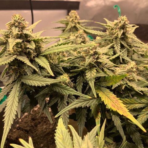 Representative Lemon growlog timeline photo