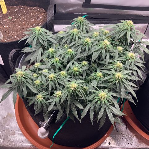Fuckin' Linda growlog timeline photo
