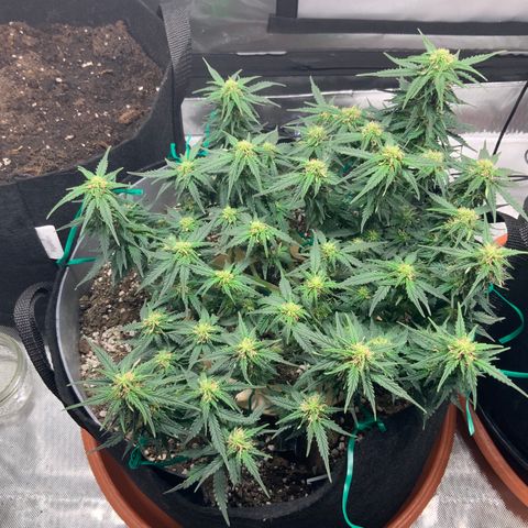 Senator Green growlog timeline photo