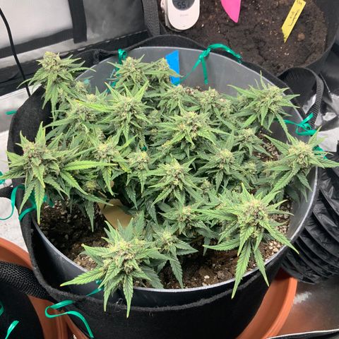 Representative Lemon growlog timeline photo