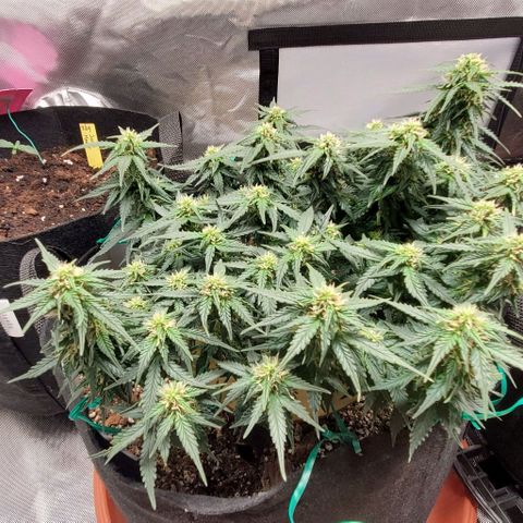 Senator Green growlog photo: Mmmm