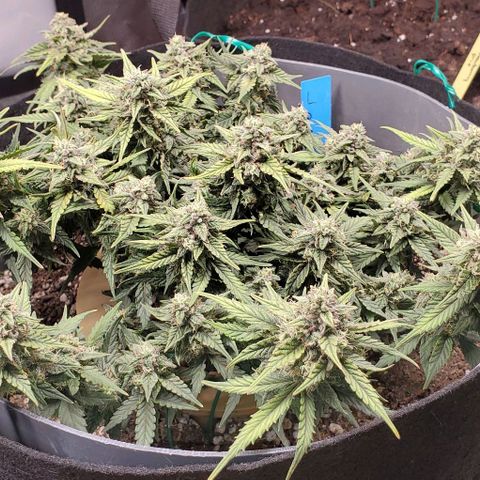 Representative Lemon growlog photo: So close