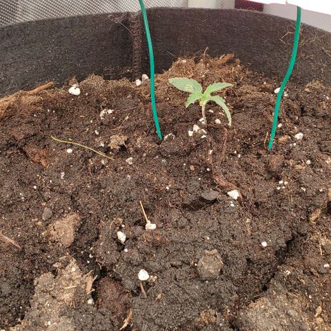 Fuckin' Linda growlog timeline photo