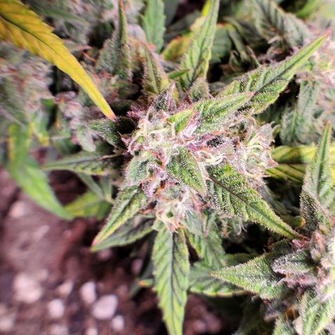 Representative Lemon growlog timeline photo