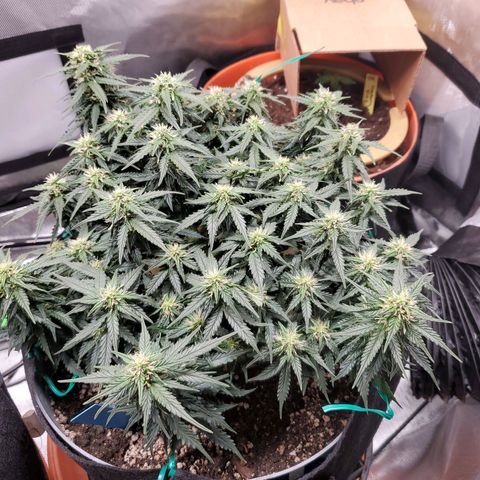 Representative Lemon growlog timeline photo