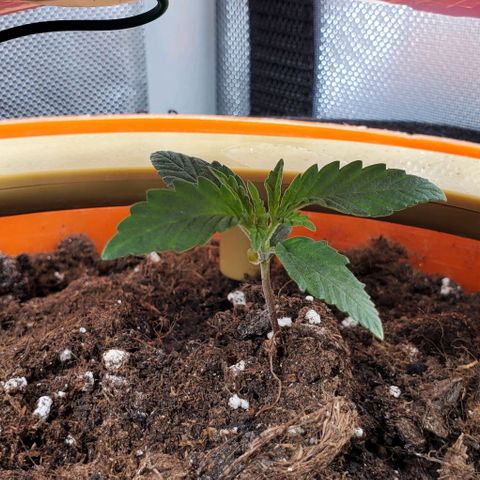 Representative Lemon growlog timeline photo