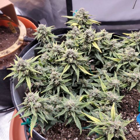 Representative Lemon growlog timeline photo