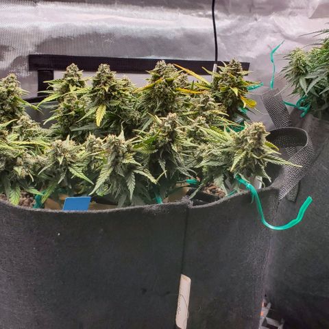 Representative Lemon growlog timeline photo