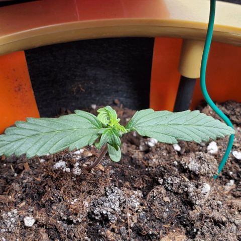Representative Lemon growlog timeline photo