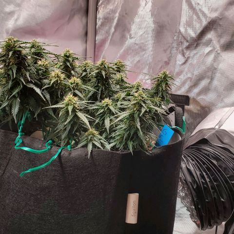 Representative Lemon growlog timeline photo