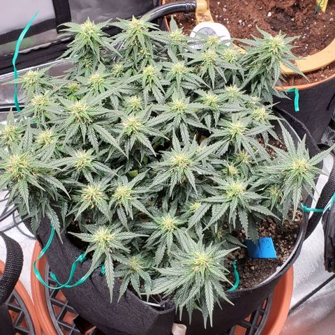 Representative Lemon growlog timeline photo