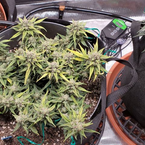 Representative Lemon growlog timeline photo