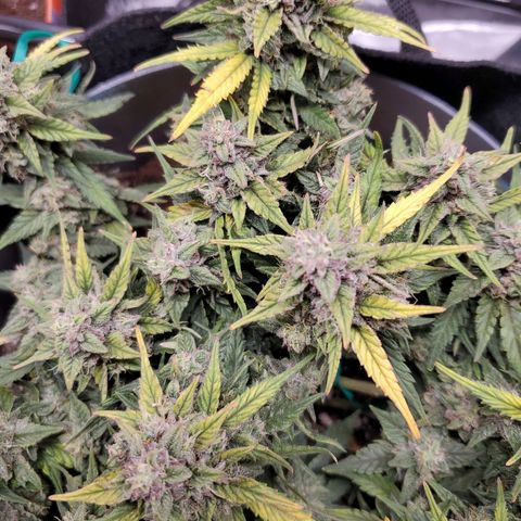 Representative Lemon growlog timeline photo