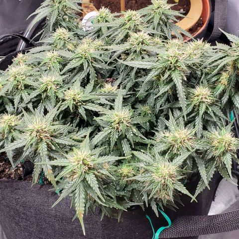 Representative Lemon growlog timeline photo