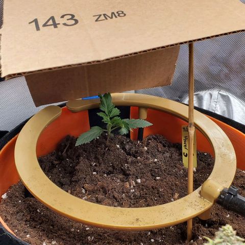 Representative Lemon growlog timeline photo