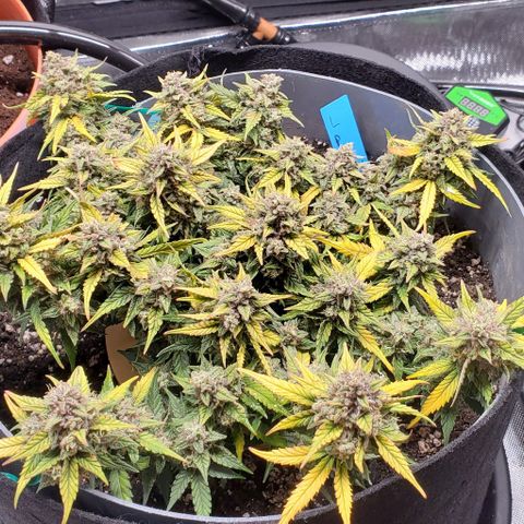 Representative Lemon growlog timeline photo