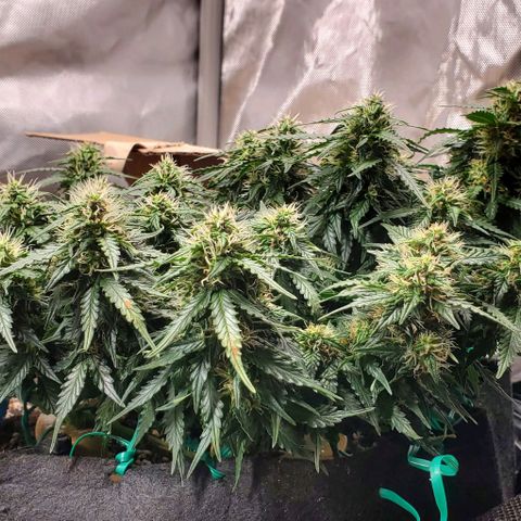 Representative Lemon growlog timeline photo
