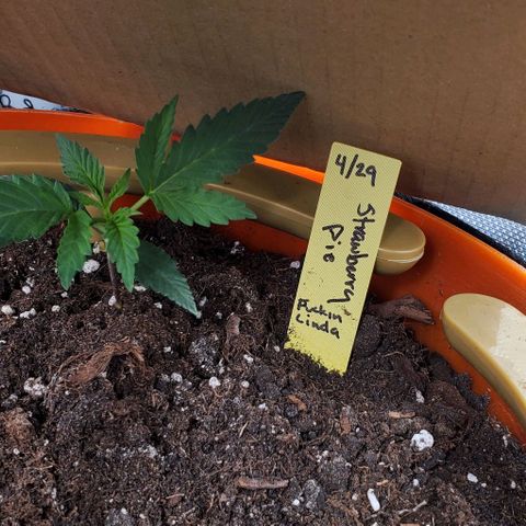 Representative Lemon growlog timeline photo