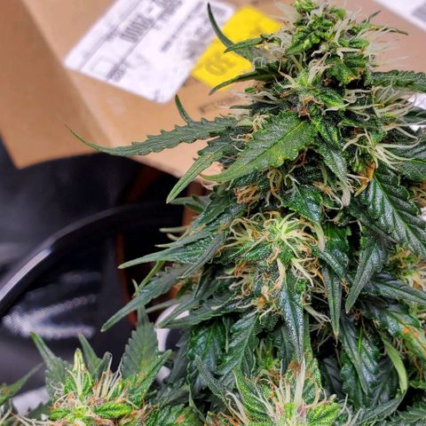 Representative Lemon growlog timeline photo