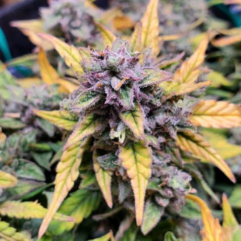 Representative Lemon growlog timeline photo